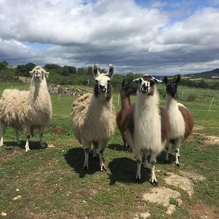 Lama-gite-des-puys Ecologique A 30km Des Pistes, Visite Aux Lamas Charge Ve Holiday home *